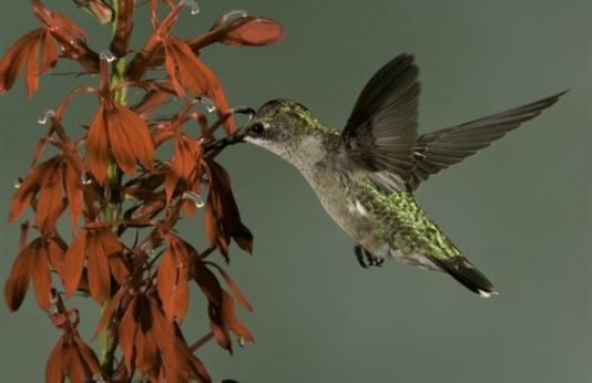 A hummingbird feeds from a flower