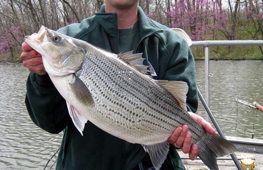 An MDC biologist showing off a hybrid striped bass.
