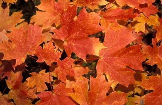 Maple leaves with orange fall color.