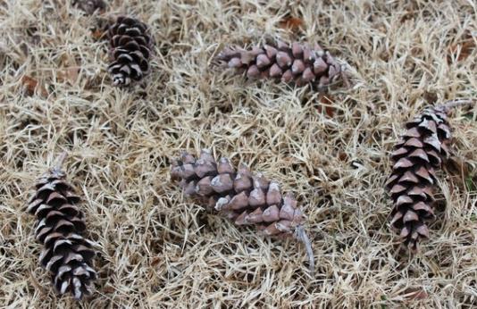 Pinecones in grass