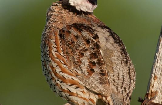 quail sitting on barbed wire