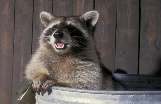 A smiling raccoon in a garbage can.