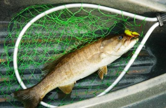 Smallmouth bass in landing net.