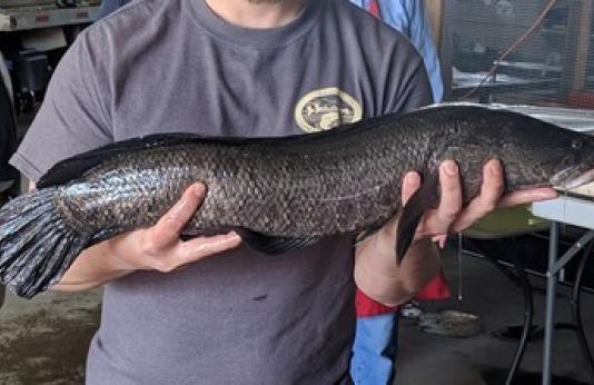 File photo of a snakehead fish provided by AR Game & Fish Commission