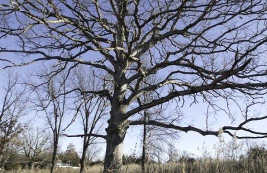 oak tree in dormant stage