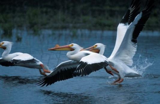 White pelicans take off from wetland