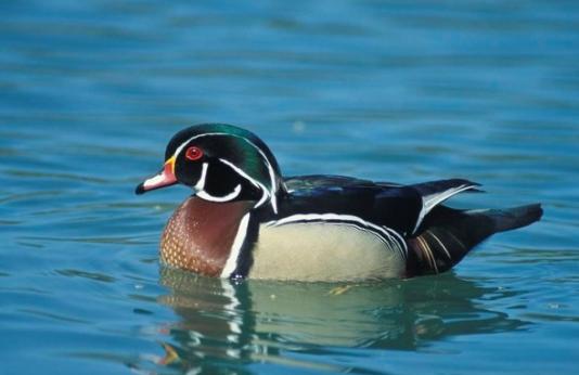 A wood duck swims in a lake.