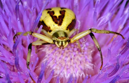Photo of a whitebanded crab spider in center of flower