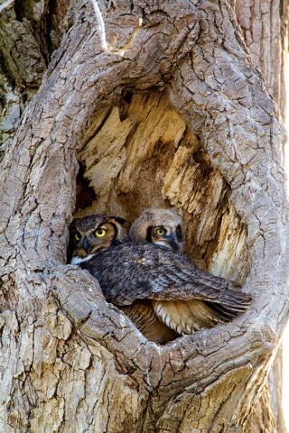 Adult great horned owl and chick at entrance of nesting cavity in a tree