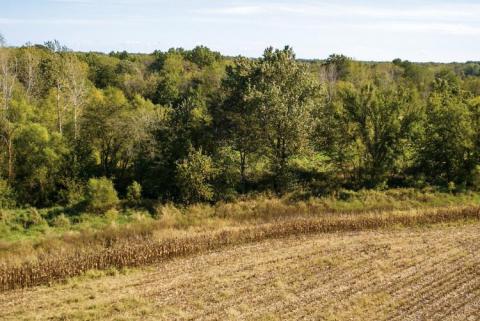 Hay field with edge habitat that has narrow section of short vegetation and brush in front of forested area.
