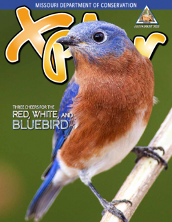 eastern bluebird xplor cover