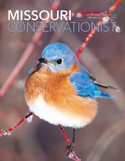 Bird on the Feb cover of the Conservationist Magazine