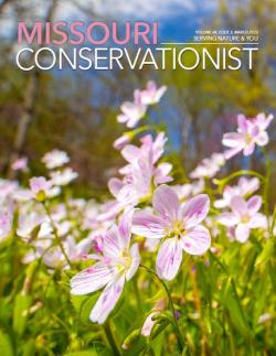 Conservationist Magazine front cover