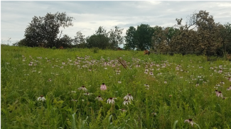 Field with native grasses and wildflowers