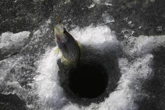 Fish being pulled out of ice fishing hole