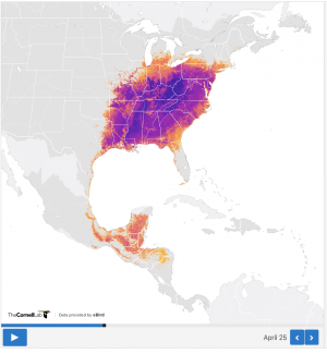 Map of United States showing Wood Thrush reported locations on eBird 