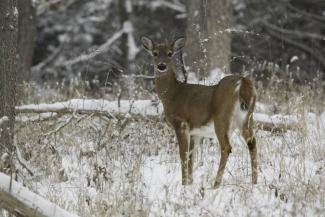 White-tailed deer doe standing in a snow-covered woodland area.