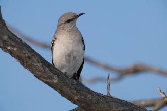 Northern mockingbird looking around while sitting on a branch.