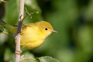 Yellow Warbler scouting its surroundings while on a tree branch.