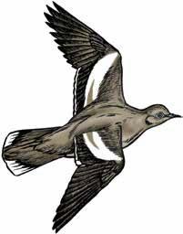 Illustration of white-winged dove in flight