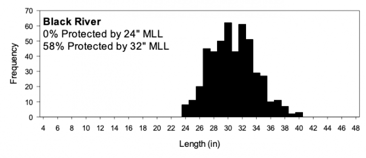 Chart showing length/frequency on paddlefish on the Black River