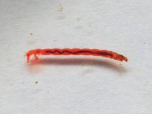 Red midge fly larva, side view, in a petri dish
