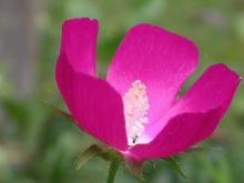 Purple poppy mallow flower