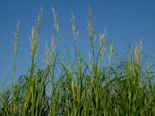 Prairie cordgrass growing against a blue sky