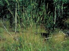 Timothy grass tufts with flowering stalks growing in an open area against a wooded background