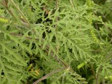 Common ragweed leaves