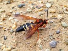 Eastern cicada killer wasp on sandy surface