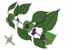 Illustration of American beautyberry leaves, fruits, flowers