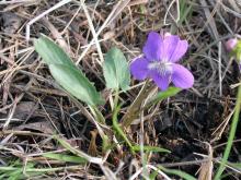 Arrow-leaved violet plant blooming on a prairie in springtime