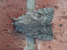 Underwing moth Catocala species resting on a brick wall