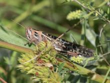 American bird grasshopper on round-headed bush clover and big bluestem
