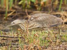 American bittern at Eagle Bluffs Conservation Area