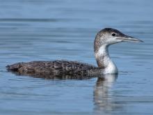Common loon in nonbreeding plumage floating on a lake