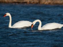 Two mute swans on paddling on pond at Eagle Bluffs Conservation Area