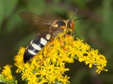 eastern stizus wasp on goldenrod