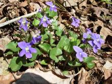 Photo of common violet plant with flowers