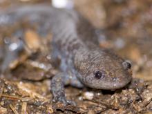Photo of a Frank Nelson Mole salamander in its natural habitat.