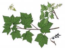Illustration of American black currant leaves, flowers, fruits