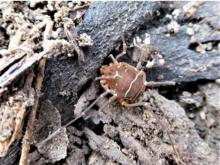 Photo of an armored harvestman walking on the ground