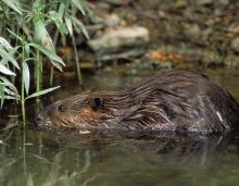 Photo of a beaver half in water