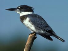 Photo of a belted kingfisher, perched on branch tip, side view.