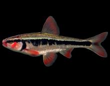 Bleeding shiner male in spawning colors, side view photo with black background