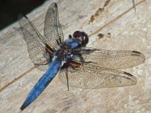 Male blue corporal dragonfly resting on a weathered wooden surface