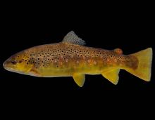 Brown trout female side view photo with black background