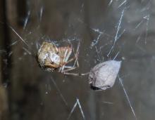 Photo of a common house spider, egg sac, and web