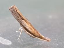 Photo of a sod webworm adult moth on a window with hind end propped up
